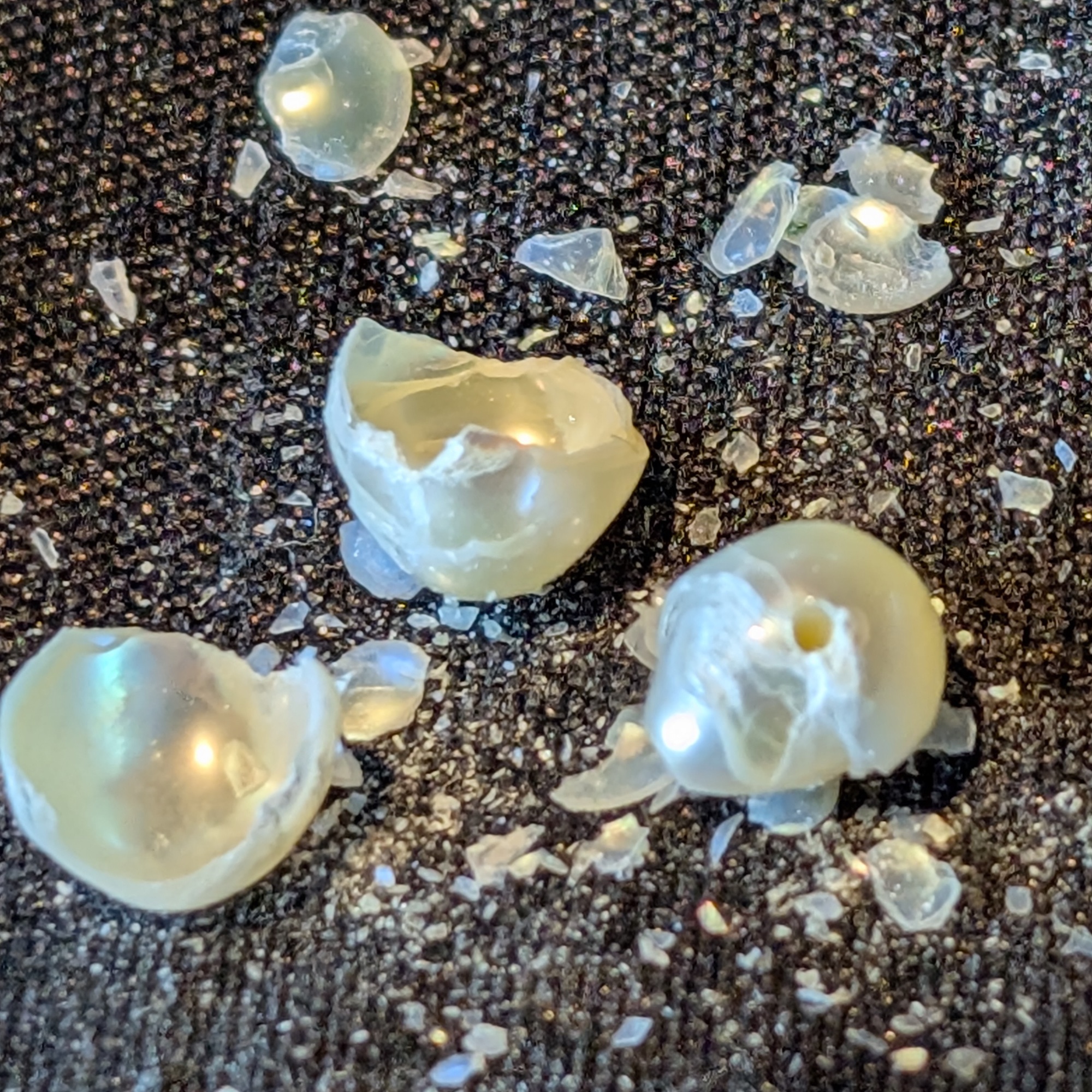Testing a cultivated freshwater pearl to destruction